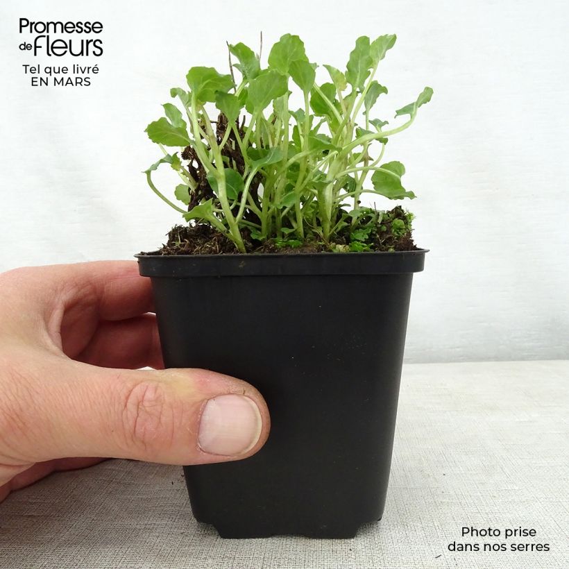 Spécimen de Campanule - Campanula Royal Wave Godet de 8/9 cm tel que livré au printemps