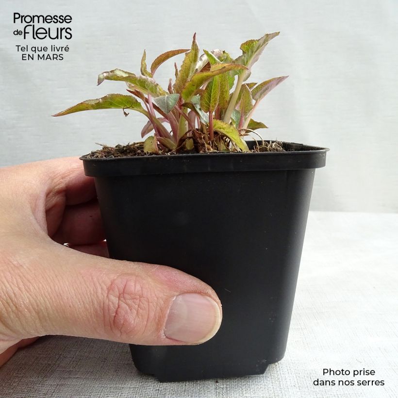 Spécimen de Campanule à bouquets - Campanula glomerata Superba Godet de 8/9 cm tel que livré au printemps