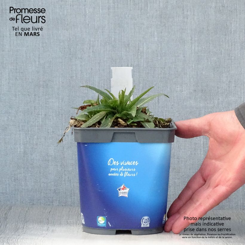 Spécimen de Campanule à bouquets - Campanula glomerata Superba Pot de 2L/3L tel que livré au printemps