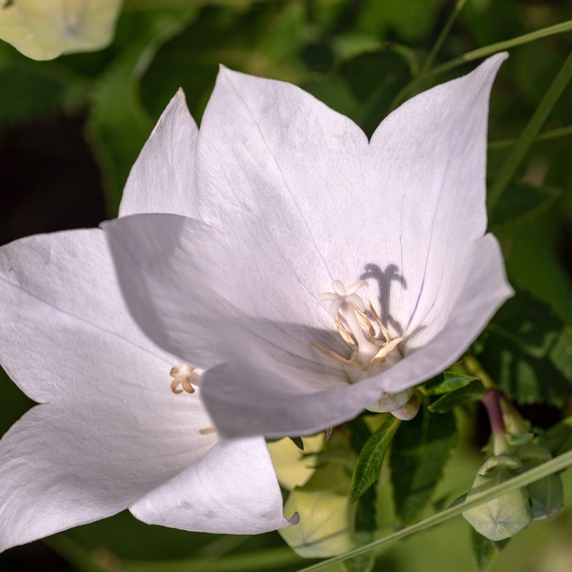 Campanule à feuilles de pêcher - Campanula persicifolia Alba (Flowering)