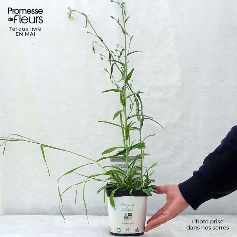 Example of Campanule à feuilles de pêcher - Campanula persicifolia Alba Pot de 2L/3L as you get in printemps