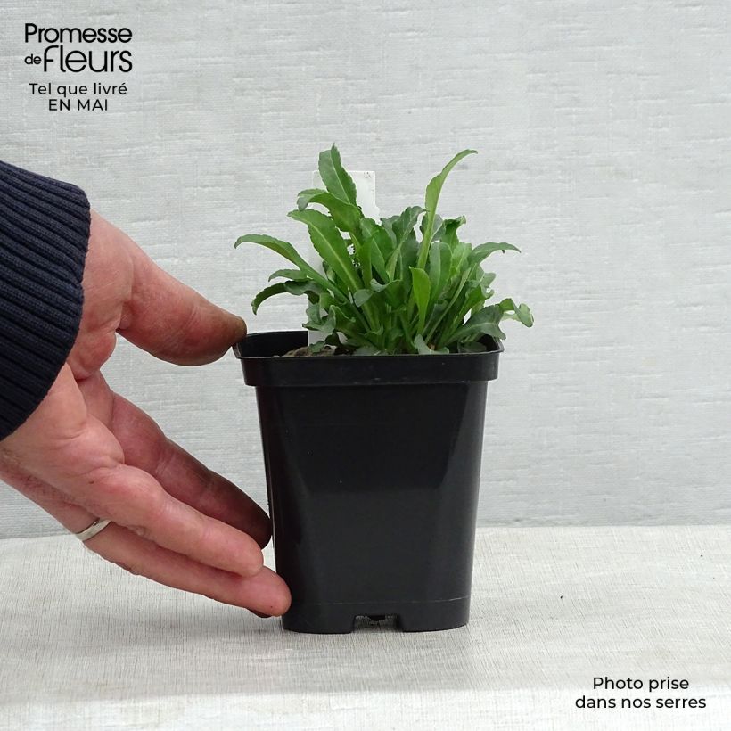 Example of Campanule à feuilles de pêcher - Campanula persicifolia Alba Godet de 8/9 cm as you get in printemps