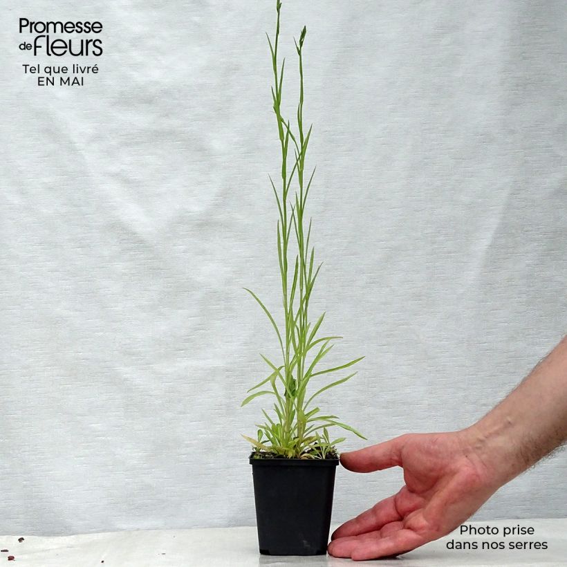 Spécimen de Campanule à feuilles de pêcher - Campanula persicifolia La Belle Blue -  Godet de 8/9 cm tel que livré au printemps