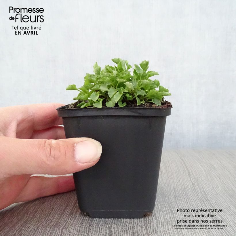 Spécimen de Campanule carpatica - Campanule des Carpates Godet de 8/9 cm tel que livré au printemps