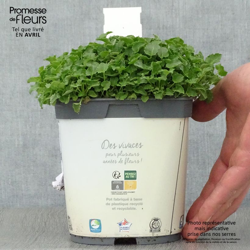 Spécimen de Campanule carpatica Clips blanche - Campanule des Carpates Pot de 2L/3L tel que livré au printemps