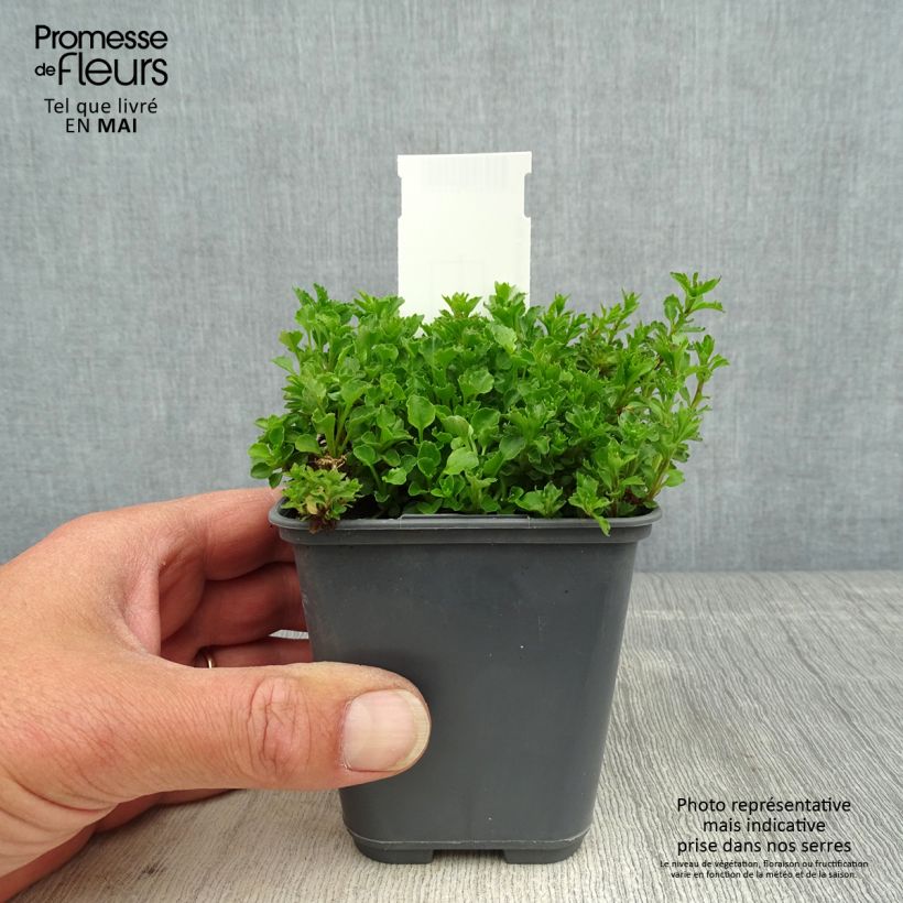 Example of Campanule cochleariifolia Bavaria Blue Godet de 8/9 cm as you get in printemps