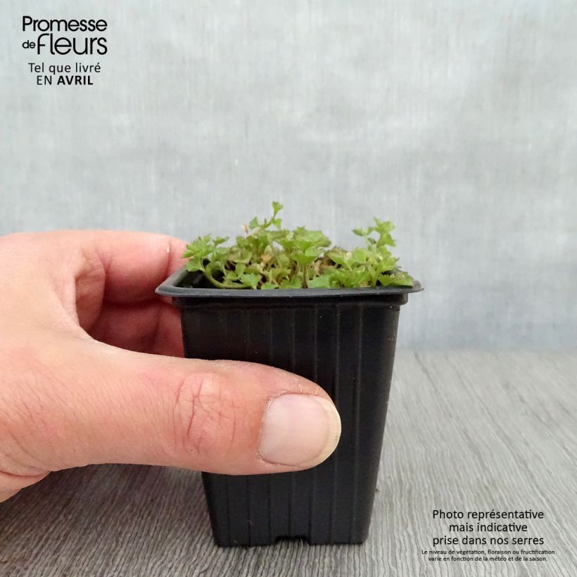 Example of Campanule des murs - Campanula portenschlagiana (muralis) Godet de 7/8 cm as you get in printemps