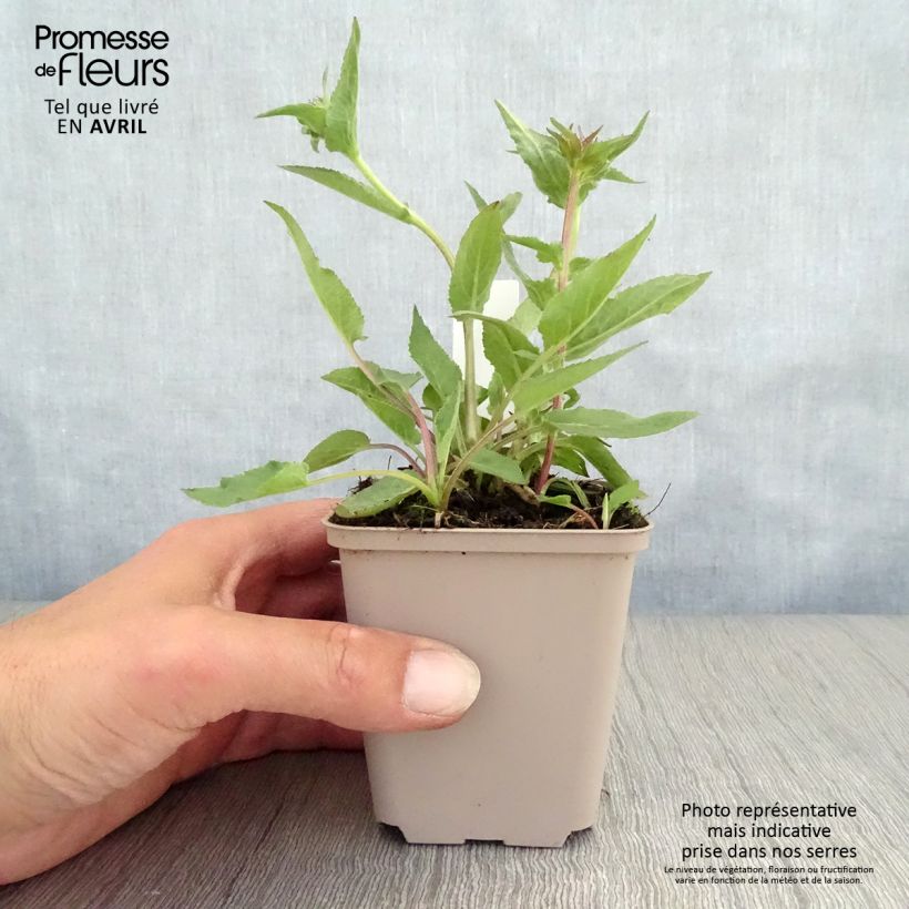 Spécimen de Campanule glomerata Joan Elliot - Campanule à Bouquet  Godet de 8/9 cm tel que livré au printemps