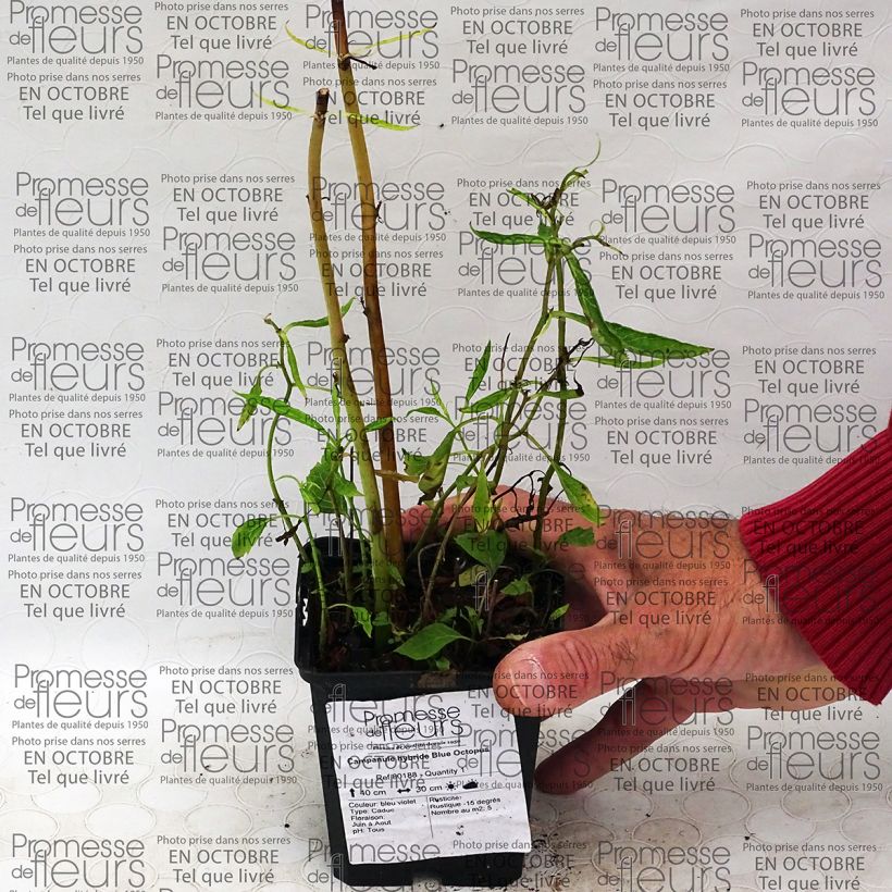 Exemple de spécimen de Campanule hybride Blue Octopus Godet de 8/9 cm tel que livré