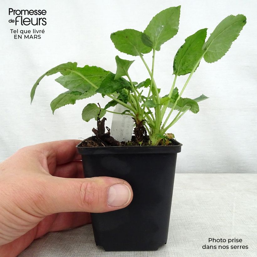 Example of Campanule hybride Kent Belle Godet de 8/9 cm as you get in printemps