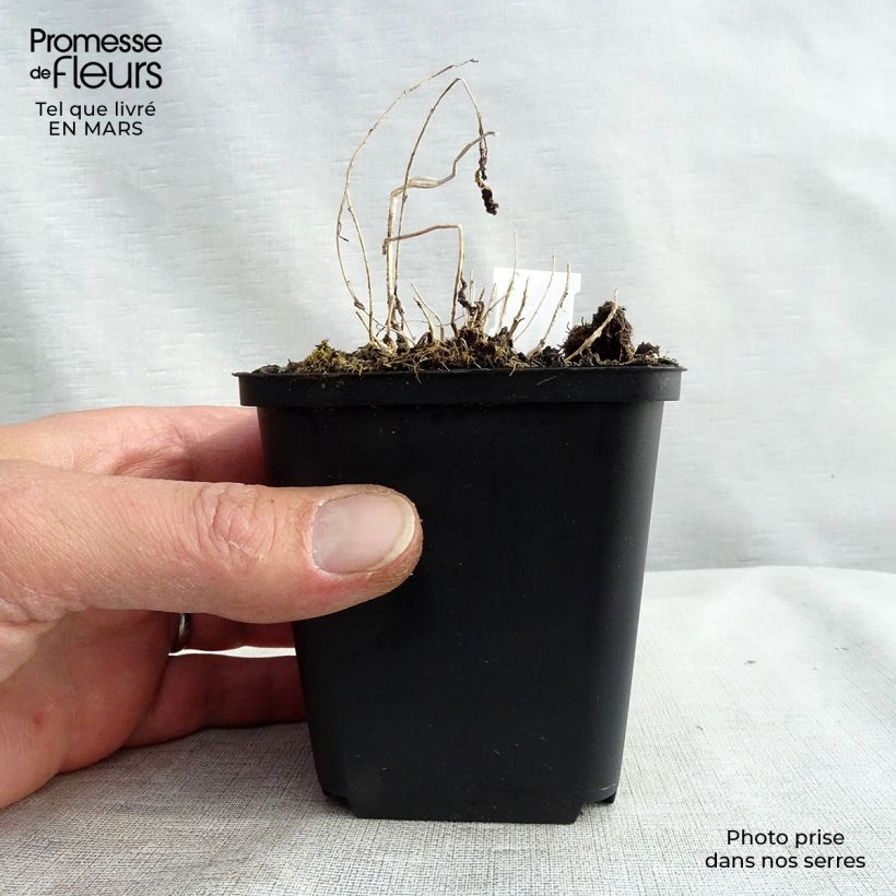 Spécimen de Campanule lactiflora - Campanule laiteuse Godet de 8/9 cm tel que livré au printemps