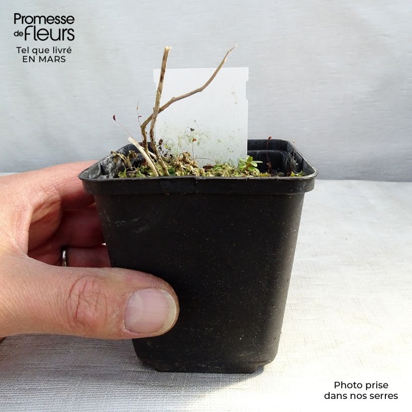 Spécimen de Campanule lactiflora Prichard s variety Campanule laiteuse bleue Godet de 8/9 cm tel que livré au printemps