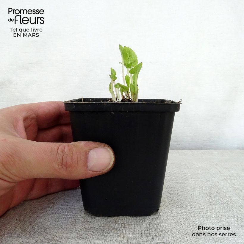 Spécimen de Campanule latifolia var. macrantha Godet de 8/9 cm tel que livré au printemps