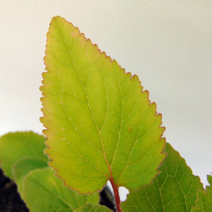 Campanule takesimana - Campanule de Corée (Feuillage)