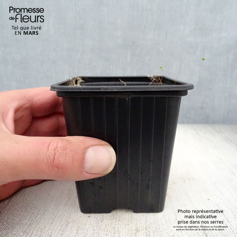 Spécimen de Campanule takesimana Elisabeth - Campanule de Corée Godet de 7/8 cm tel que livré au printemps