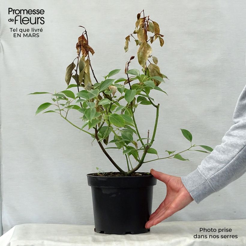 Spécimen de Camphrier - Cinnamomum camphora Pot de 2L/3L tel que livré au printemps