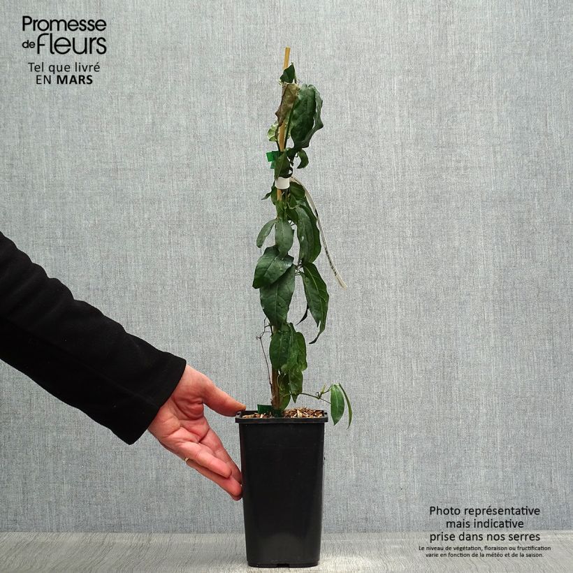 Spécimen de Campsis capreolata - Bignone à vrilles Pot de 1L/1,5L tel que livré au printemps