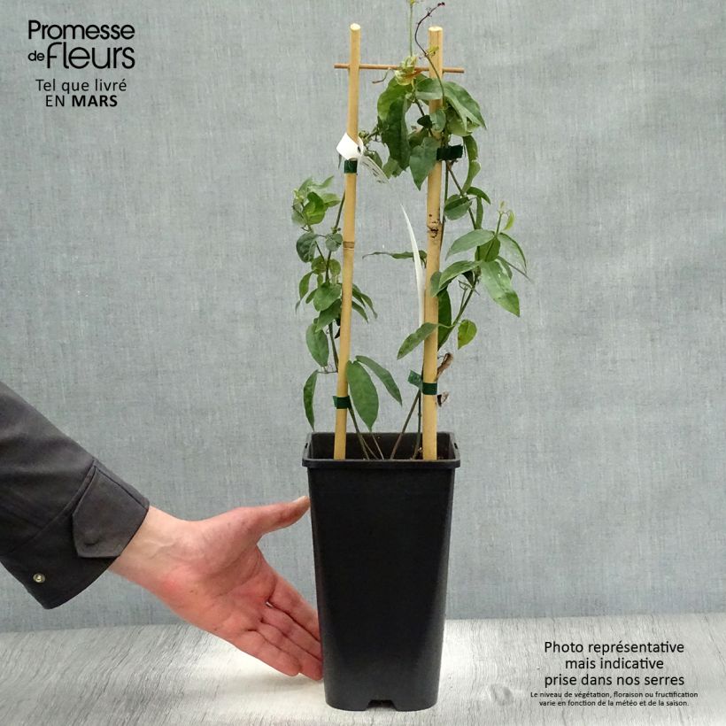 Spécimen de Campsis capreolata - Bignone à vrilles Pot de 2L/3L tel que livré au printemps
