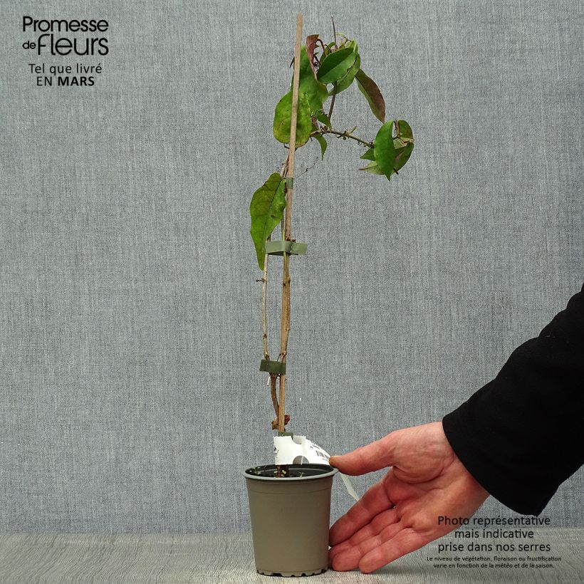 Example of Campsis capreolata Tangerine Beauty - Bignone à vrilles Godet de 8/9 cm as you get in printemps