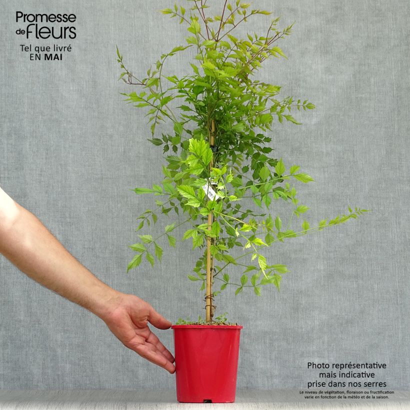 Spécimen de Campsis radicans Flamenco - Bignone de Virginie Pot de 2L/3L tel que livré au printemps