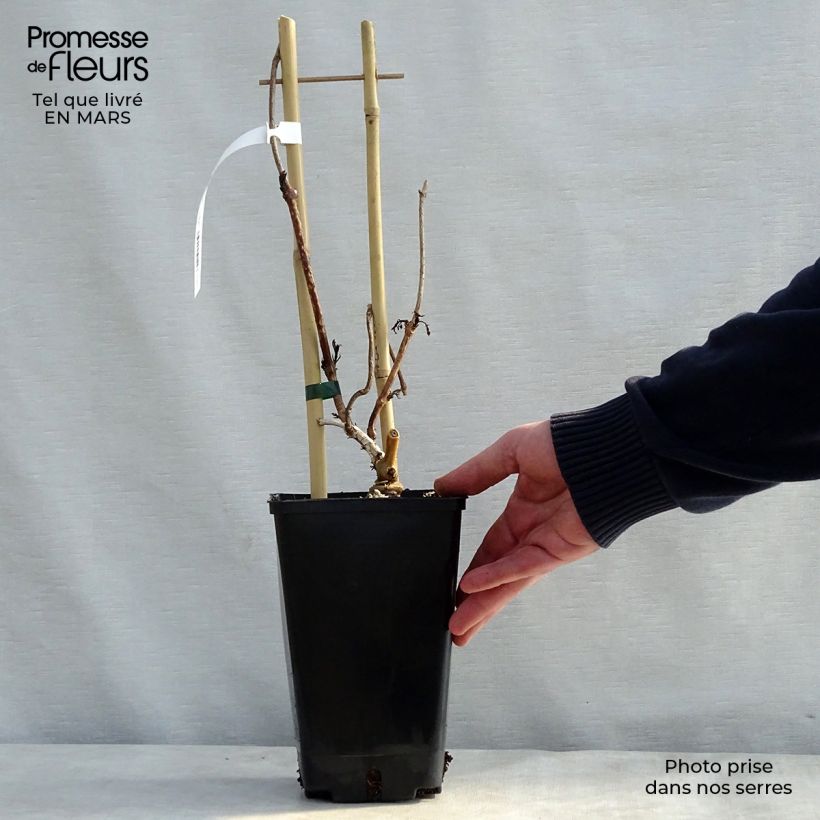 Example of Campsis radicans Judy - Bignone de Virginie Pot de 2L/3L as you get in printemps