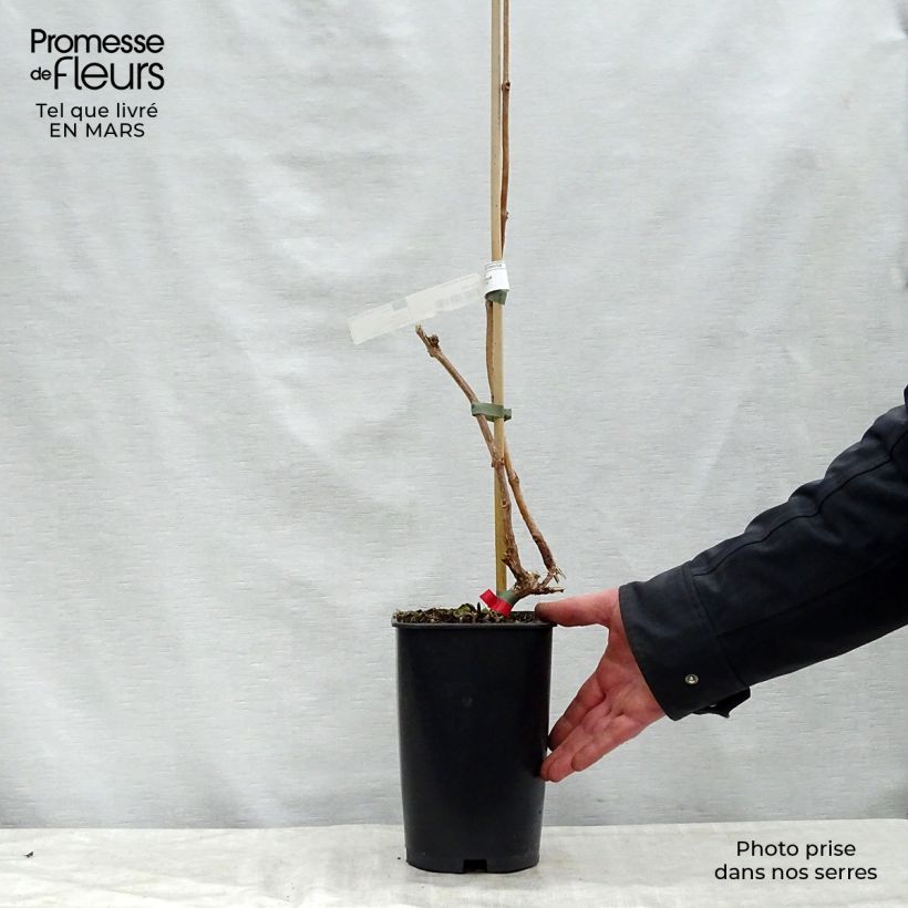 Example of Campsis radicans Stromboli - Bignone de Virginie Pot de 2L/3L as you get in printemps