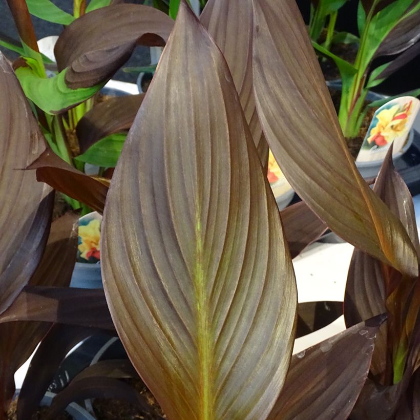 Canna Mme Angèle Martin - Balisier (Feuillage)