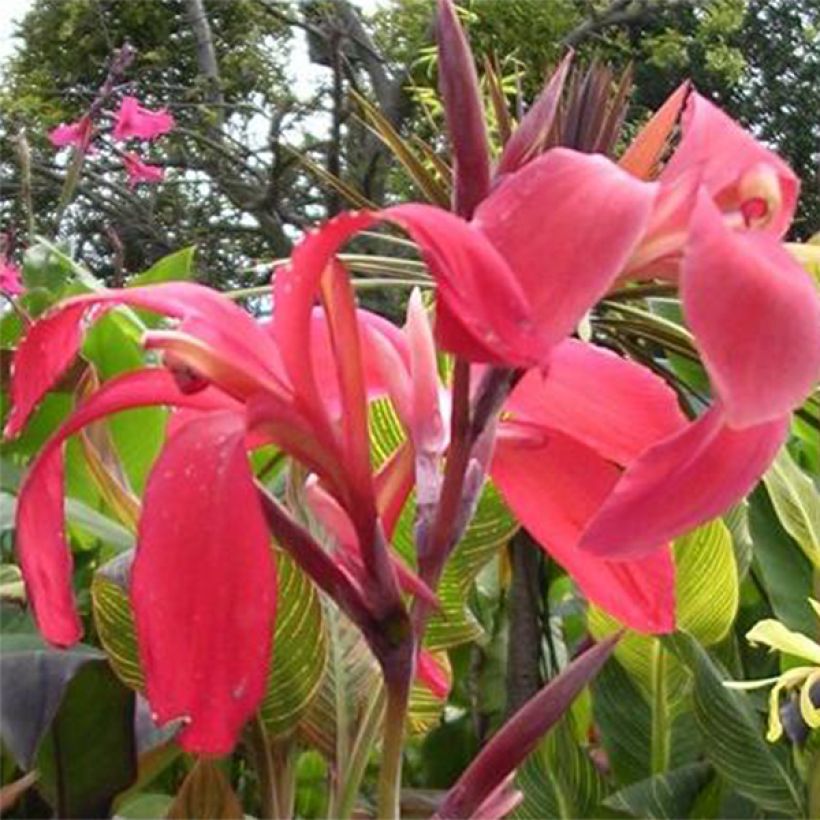 Canna Endeavour (Flowering)