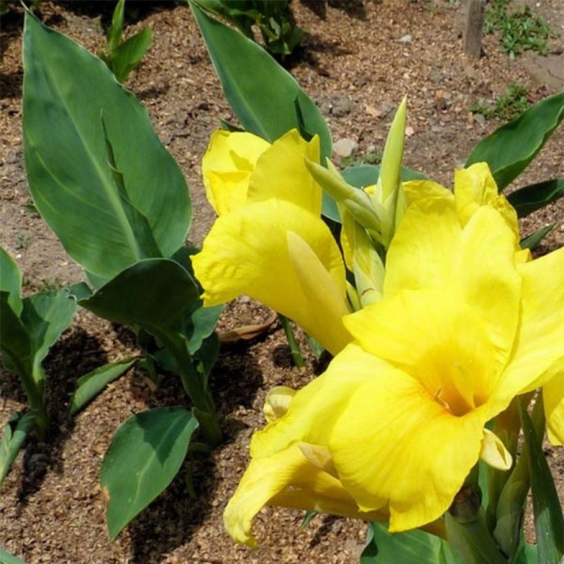 Canna Felix Ragout - Balisier jaune et blanc (Foliage)