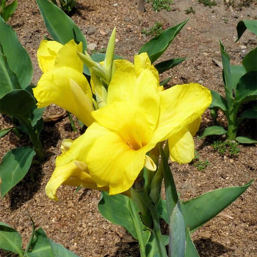 Canna Felix Ragout - Balisier jaune et blanc (Flowering)
