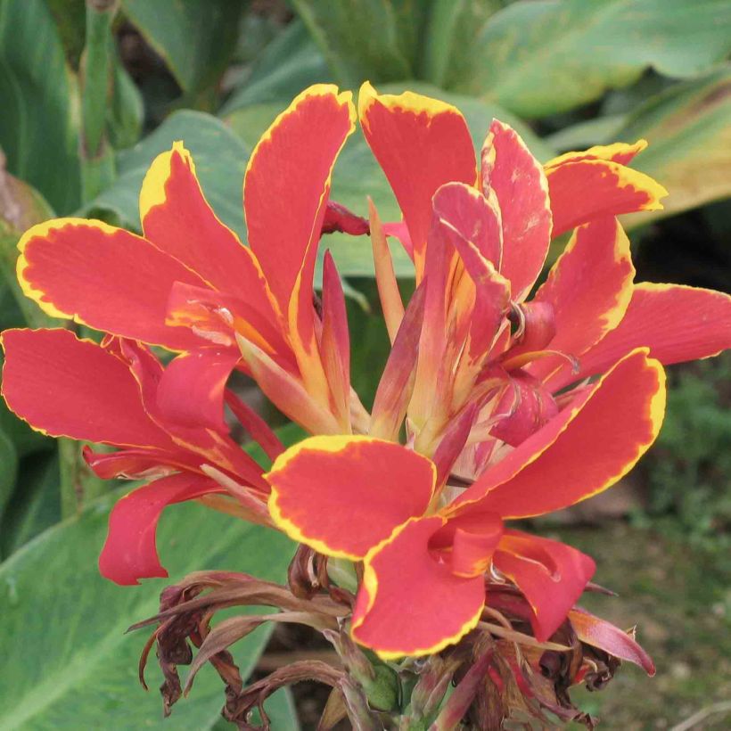 Canna Lucifer - Balisier nain à fleurs rouge liséré de jaune d'or et à feuillage vert moyen. (Flowering)