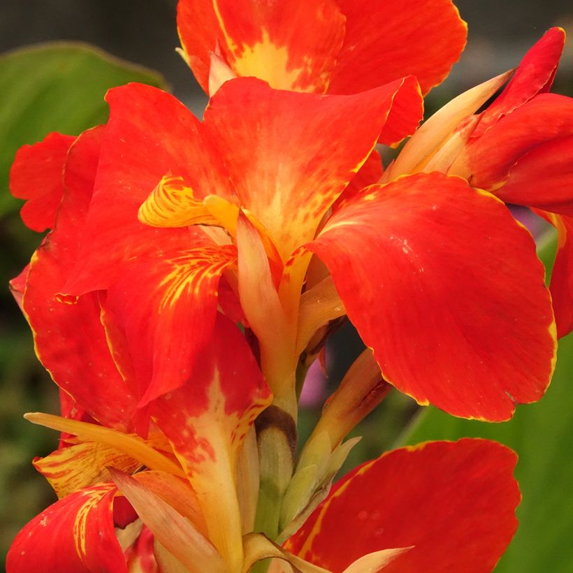 Canna Lucifer - Balisier nain à fleurs rouge liséré de jaune d'or et à feuillage vert moyen. (Floraison)