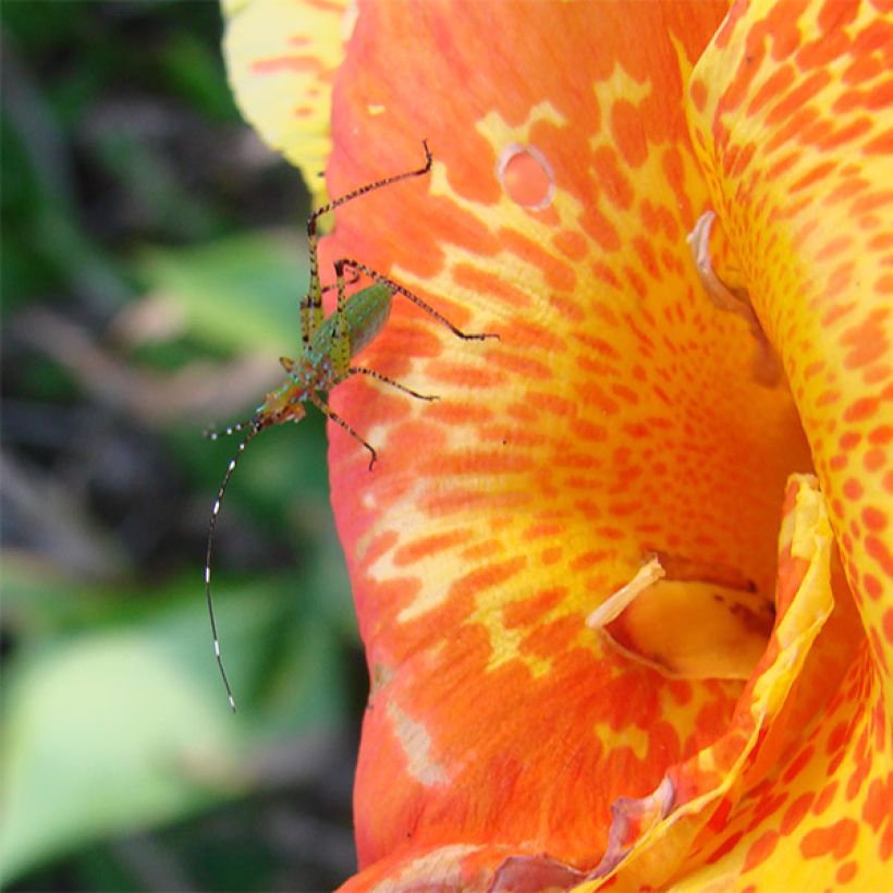 Canna Petit Poucet - Balisier nain jaune picté de rouge (Flowering)