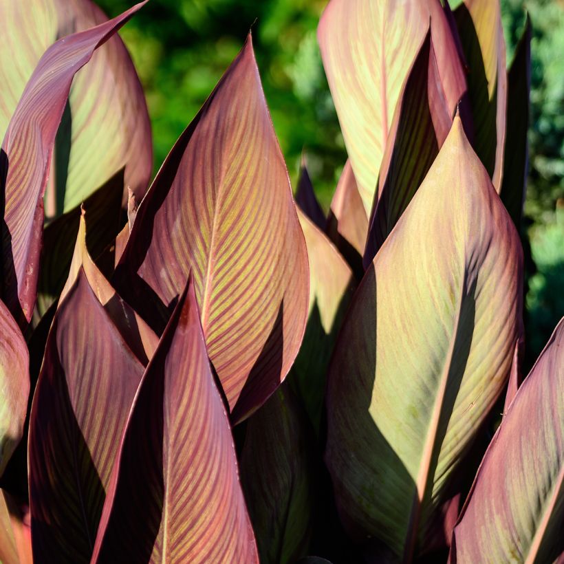Canna Pink and Roses - Balisier (Foliage)
