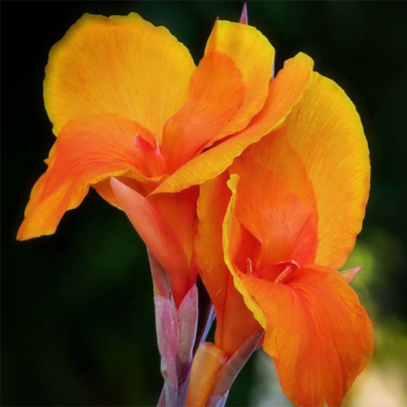 Canna Semaphore - Balisier orange abricot (Flowering)