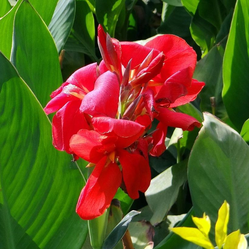 Canna Strasbourg - Balisier de taille moyenne, à fleurs rouge sang. (Flowering)