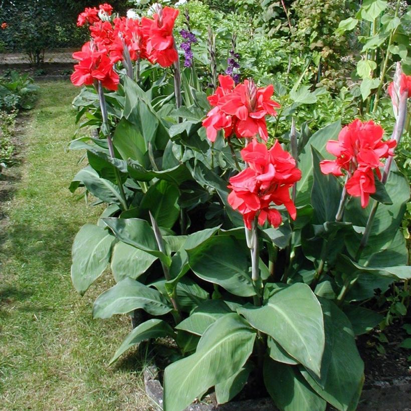 Canna Strasbourg - Balisier de taille moyenne, à fleurs rouge sang. (Plant habit)