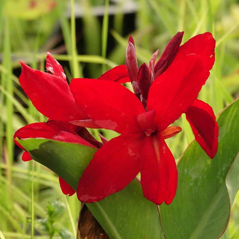 Canna Strasbourg - Balisier de taille moyenne, à fleurs rouge sang. (Floraison)