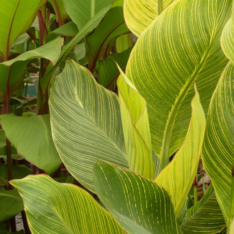 Canna Striata (Foliage)
