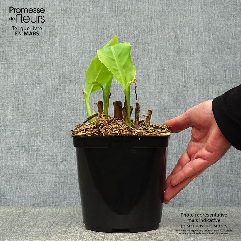 Example of Canna edulis - Canna comestible, Balisier rouge Pot de 2L/3L as you get in printemps