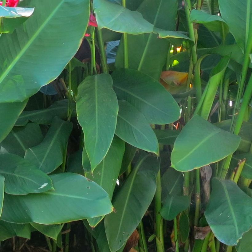 Canna iridiflora (Foliage)
