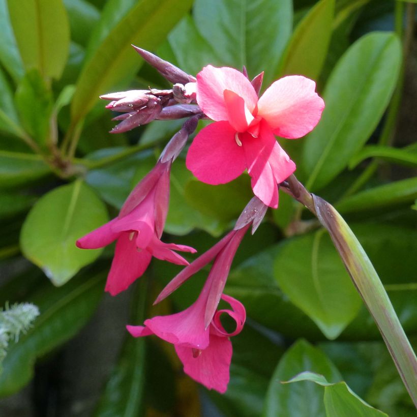 Canna iridiflora (Flowering)
