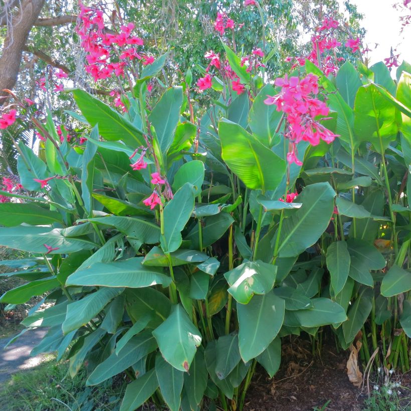 Canna iridiflora (Plant habit)