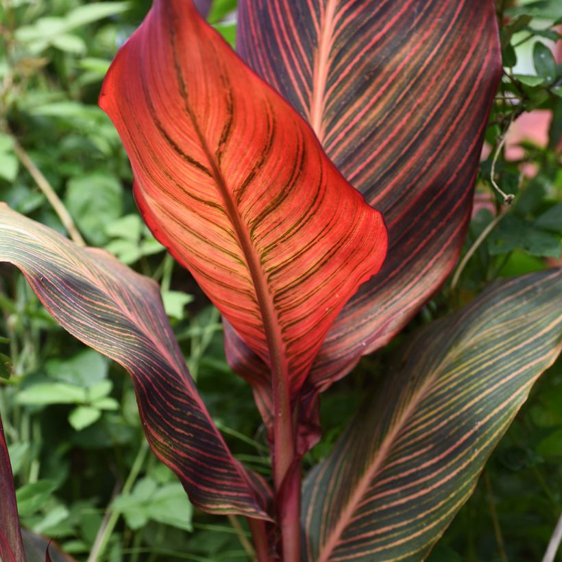 Canna Durban (Feuillage)