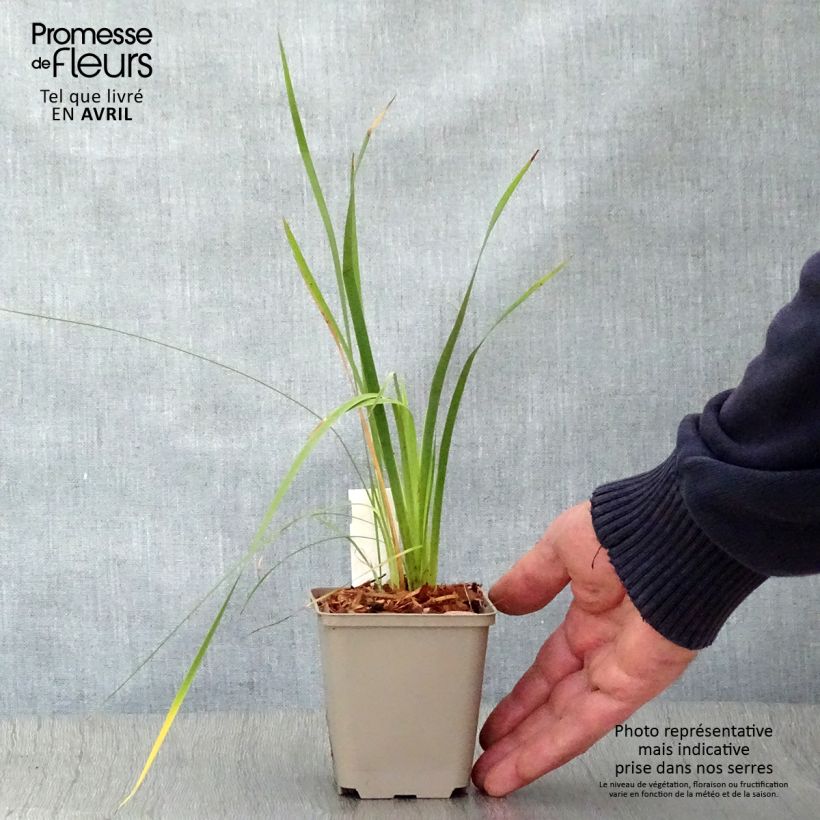 Example of Canne à pêche des Anges - Dierama pulcherrimum Godet de 8/9 cm as you get in printemps