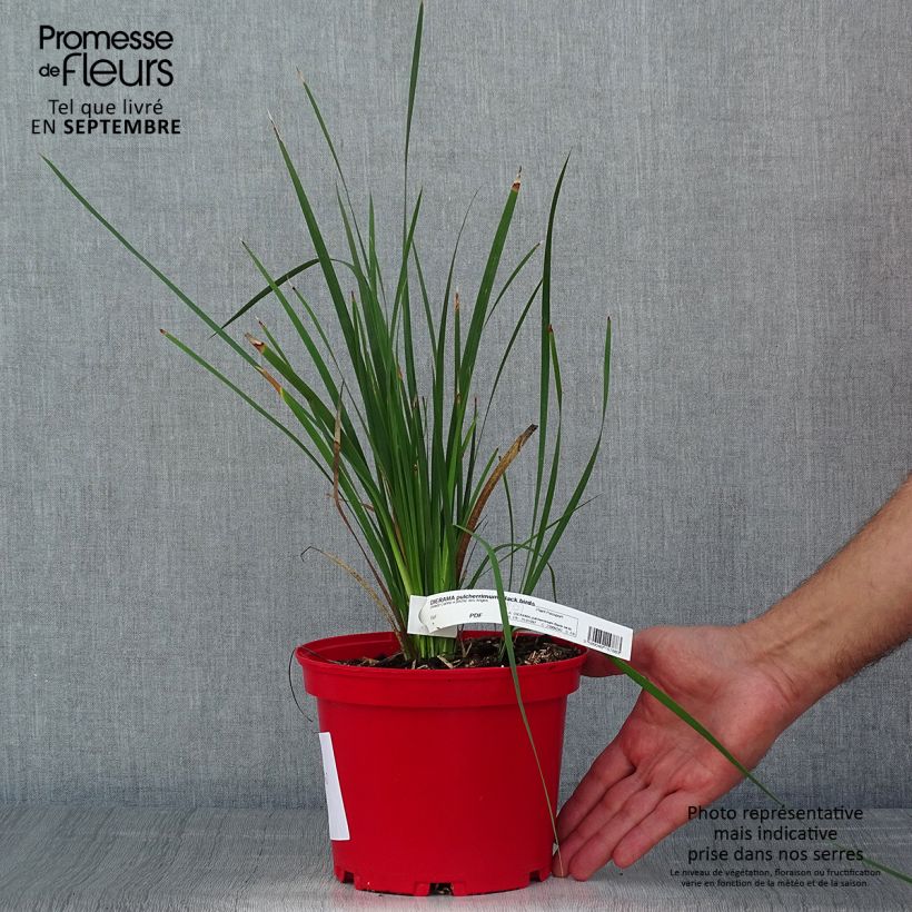 Spécimen de Canne à pêche des anges - Dierama Blackbird Pot de 2L/3L tel que livré en été