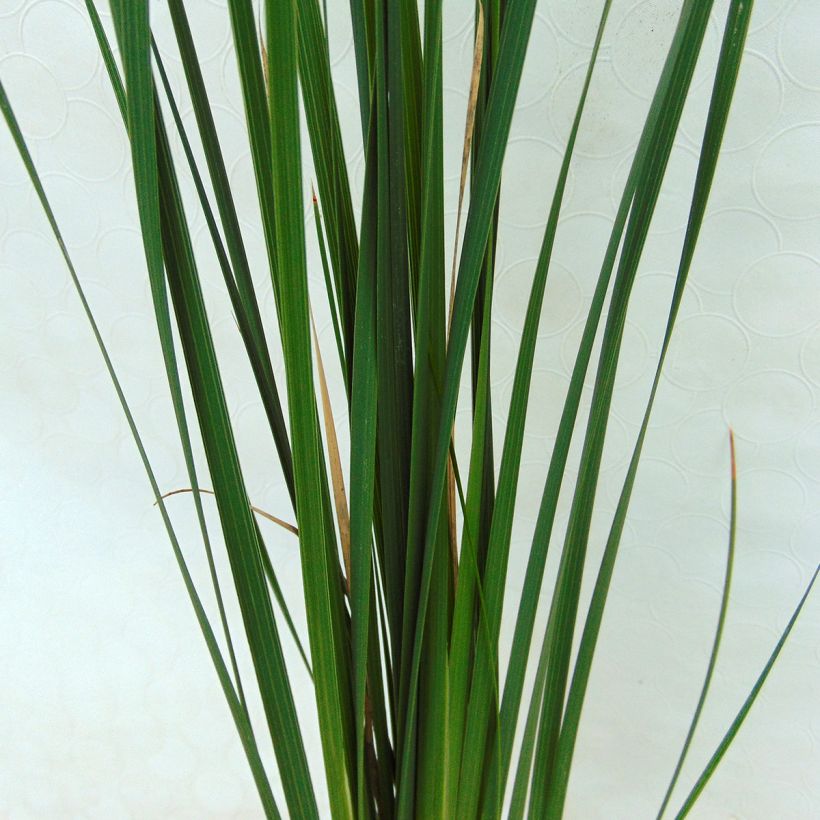 Canne à pêche des anges - Dierama Guinevere (Foliage)