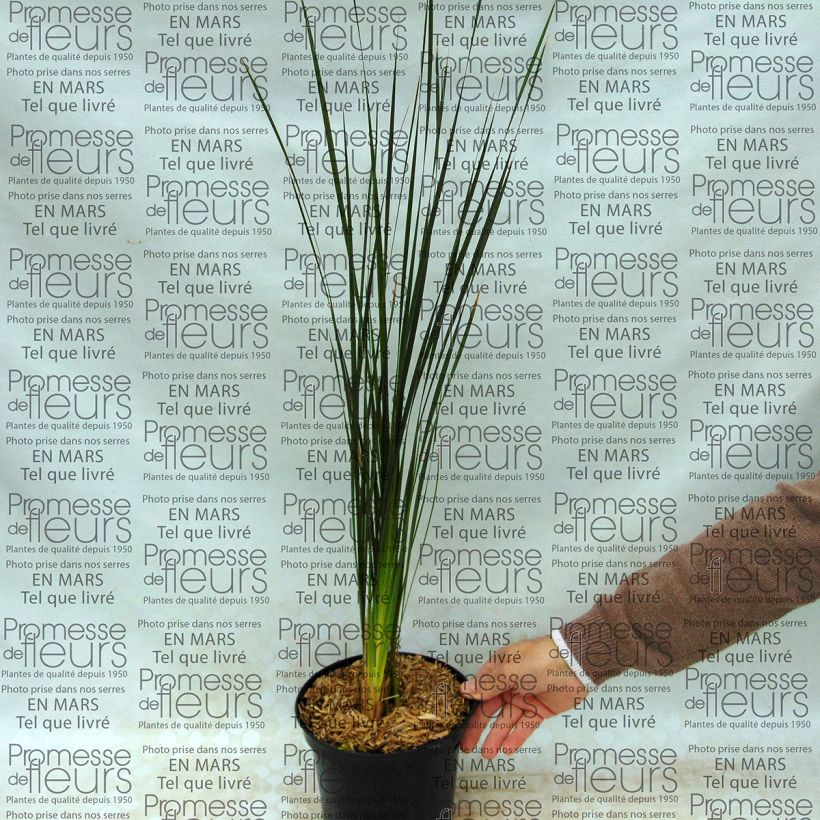 Example of Canne à pêche des anges - Dierama Guinevere Pot de 2L/3L as you get