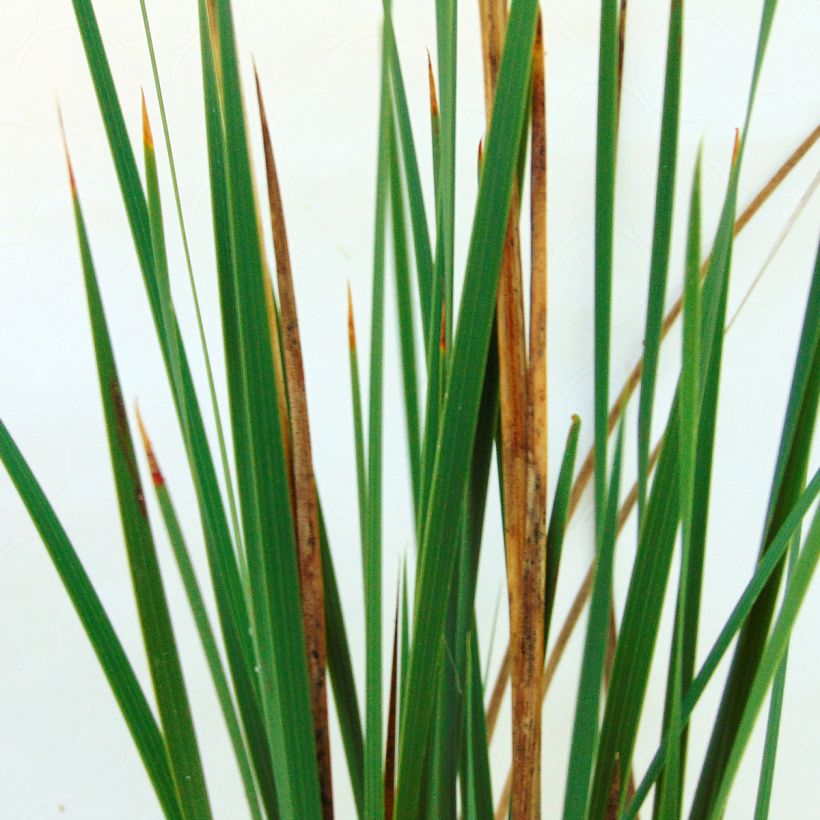 Canne à pêche des anges - Dierama Pink Rocket (Foliage)