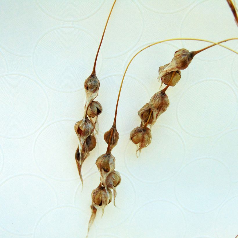 Canne à pêche des anges - Dierama Pink Rocket (Harvest)